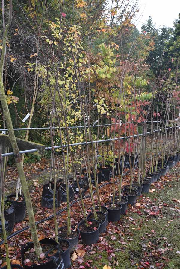 Acer x freemanii Armstrong
