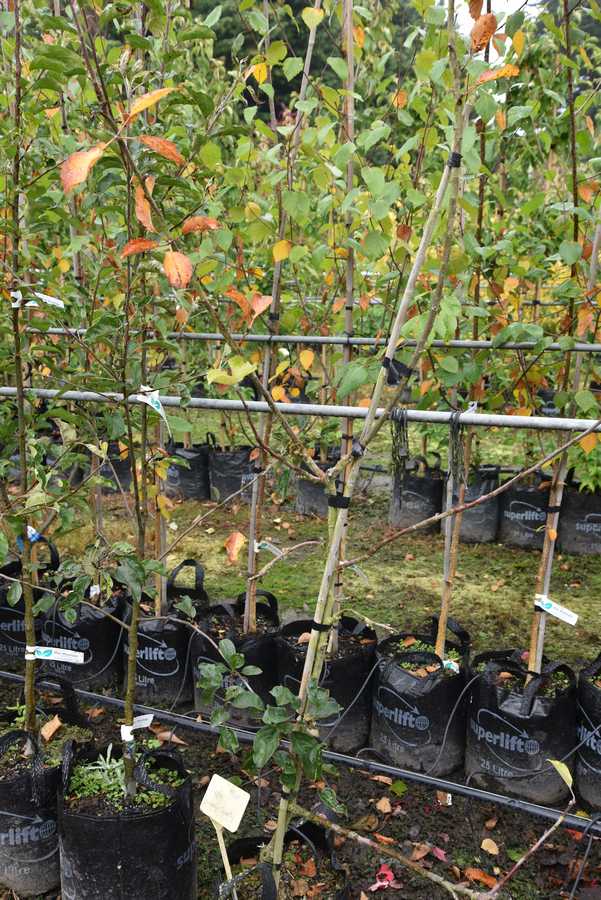 Apple Bramley's Seedling