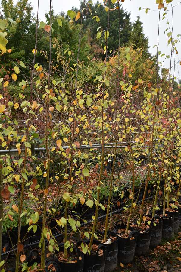 Himalayan Birch