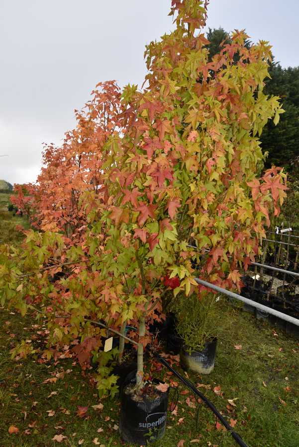 Sweet Gum