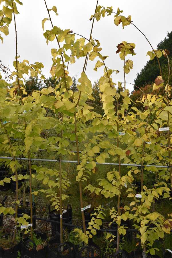  Golden Elm ( Van Houtii " IN NZ " )