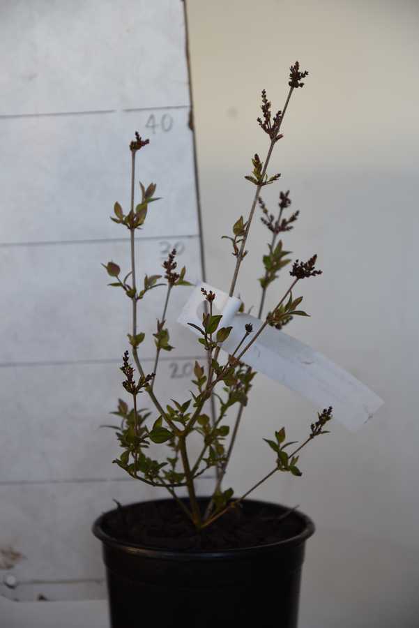 Syringa microphylla Superba