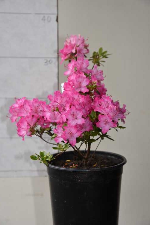Rhodo kiusianum Komo Kulshan