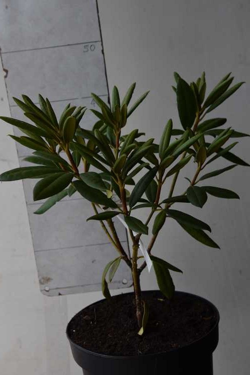 (R. Yakushimanum x)