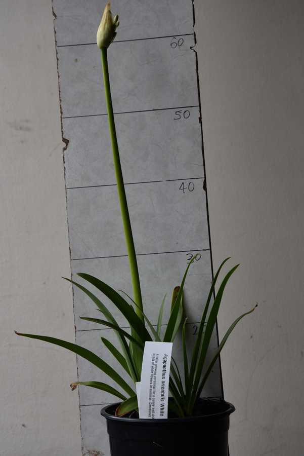 Agapanthus orientalis White