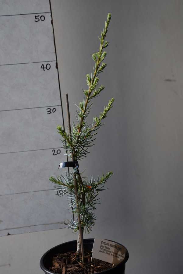Blue Cedar
