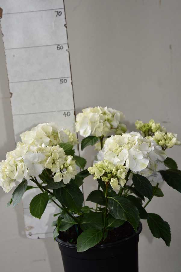 Hydrangea macrophylla Schneeball