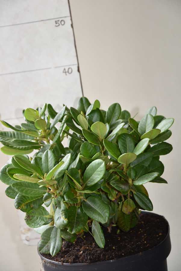 Rhodo Devonshire Cream