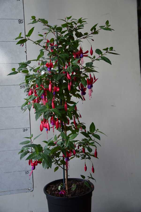 Fuchsia Margaret