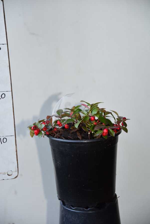 Gaultheria procumbens