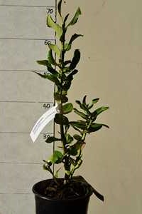 Griselinia Scandens