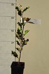 Olearia paniculata Kaikoura Crinkley