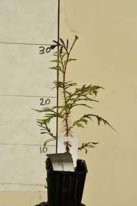 Western Red Cedar