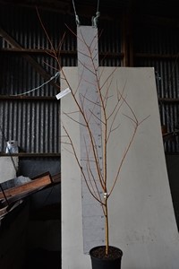 Salix alba vitillana Red