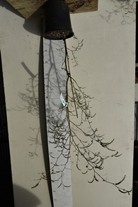 Sophora microphylla Clyde No.1