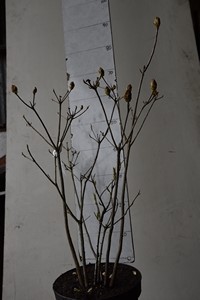 Azalea Midas Touch