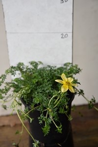 Bidens ferulifolia Spotlight