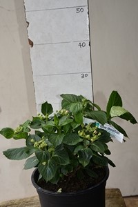 Hydrangea macrophylla Nightingale