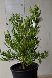 Melicytus sp