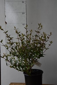 Abelia grandiflora Alba
