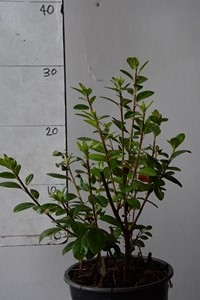Evergreen Azalea