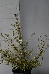 Corokia variegated ( J McLareen Sport)