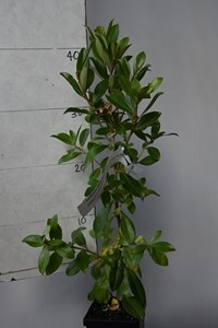 Escallonia rubra macrantha