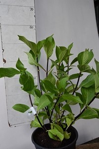Hydrangea macrophylla Nigra