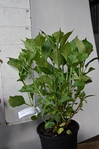 Hydrangea macrophylla Todi