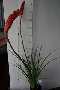 Hot poker