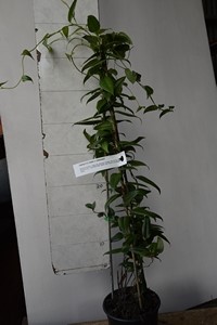 Lapageria rosea x nashcourt