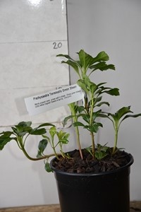 Pachysandra Terminalis Green Sheen