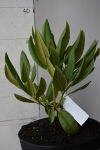 Rhodo Boule de Neige