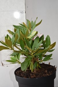 (caucasicum hybrid)