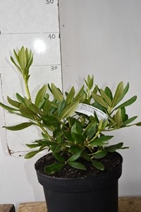 (caucasicum x ponticum)