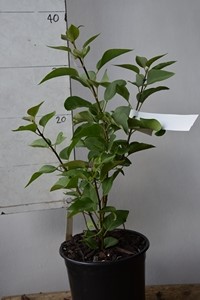 Syringa vulgaris  Pat's Lilac
