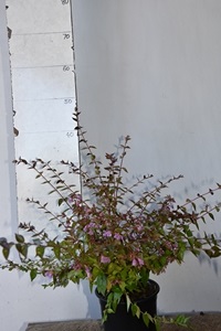 Abelia Edward Goucher
