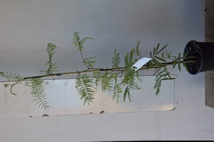 Wattle