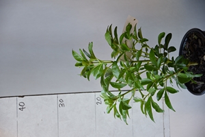 Mexican Orange Blossom