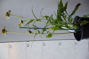 Echinacea Powwow White