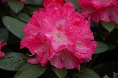 sammetglut x yak Koichiro wada)  Garden Plants, Rhododendrons - Blue  Mountain Nurseries, Tapanui