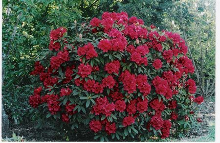 stechpalme dark green Japanische Stechpalme Dark Green® (Ilex crenata) | 175-200 cm mit  Wurzelballen