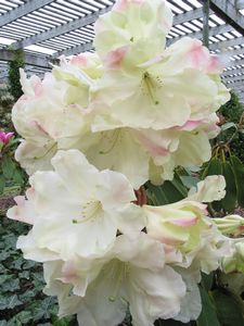 Rhodo Loderi Ilam Cream  Garden Plants, Rhododendrons - Blue Mountain  Nurseries, Tapanui