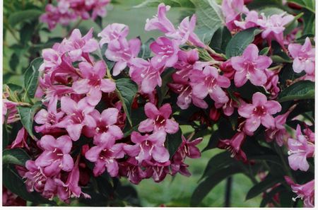 Shrubs Garden Plants Rhododendrons Blue Mountain Nurseries Tapanui